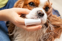 Pine Plains Veterinary Hospital - Pet Dental Services