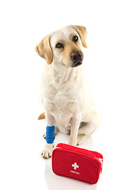 Pine Plains Veterinary Hospital - Pet Emergencies