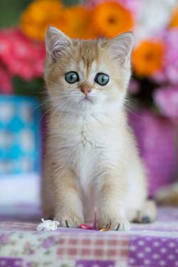 Pine Plains Veterinary Hospital - Puppy & Kitten Care