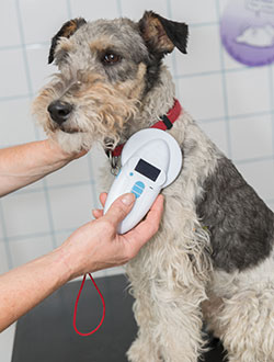 Pine Plains Veterinary Hospital - Microchipping