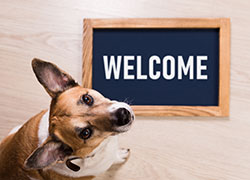 Pine Plains Veterinary Hospital - New Clients Welcome