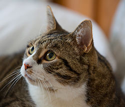 Pine Plains Veterinary Hospital - Pet Pain Management