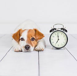 Pine Plains Veterinary Hospital - Hospital Paolicies