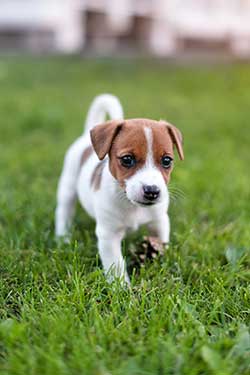 Pine Plains Veterinary Hospital - Puppy & Kitten Care