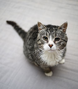Pine Plains Veterinary Hospital - Senior Pet Care