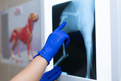 Pine Plains Veterinary Hospital - Pet X-Rays