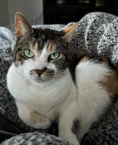Cat resting on a cozy blanket with green eyes looking at the camera