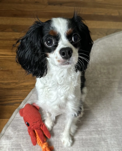 Small black and white dog sitting indoors beside a red plush toy