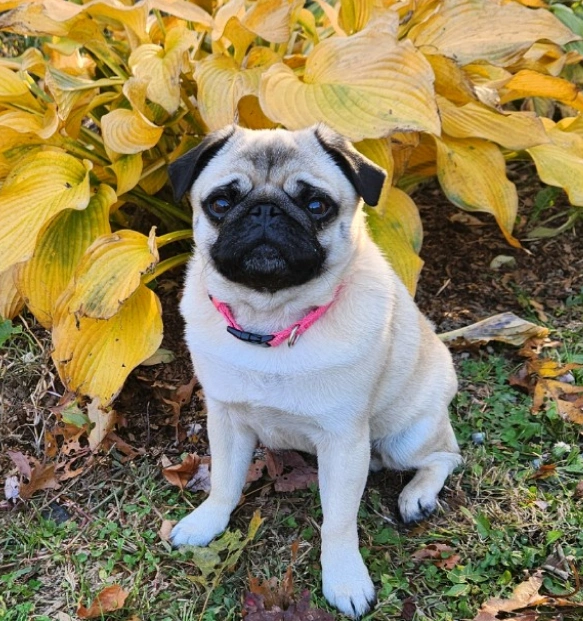 Pug wearing a pink collar sitting outdoors among yellow hosta plants