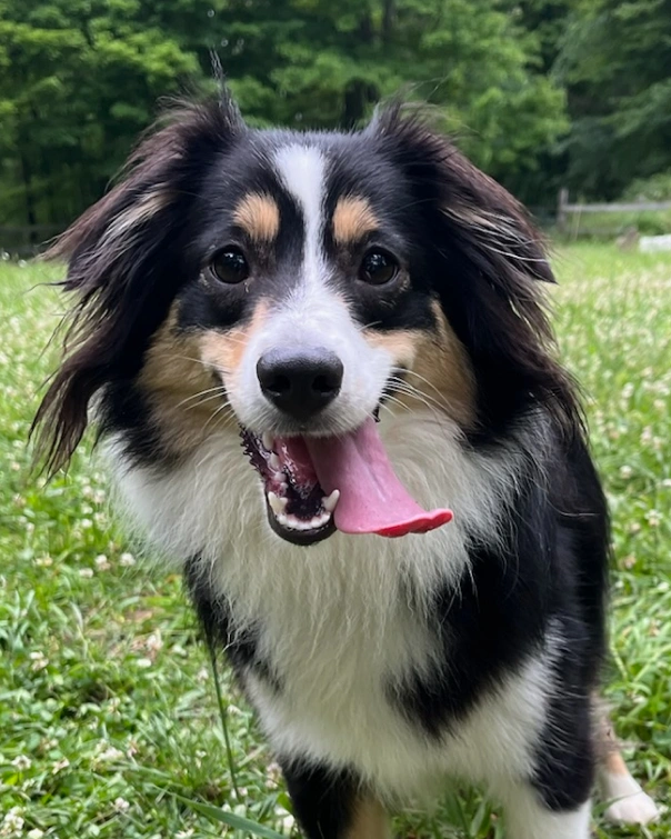 Happy tricolor dog sitting in a grassy field with tongue out