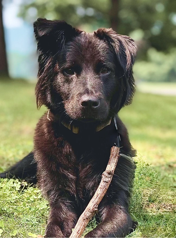 Black dog lying on grass holding a stick and looking at the camera