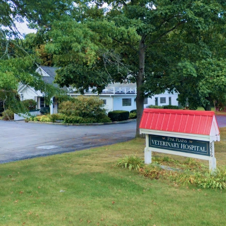Exterior view of Pine Plains Veterinary Hospital, featuring a welcoming white building surrounded by lush green trees, with a red-roofed entrance sign displayed at the front — representing our clinic's warm and accessible environment.