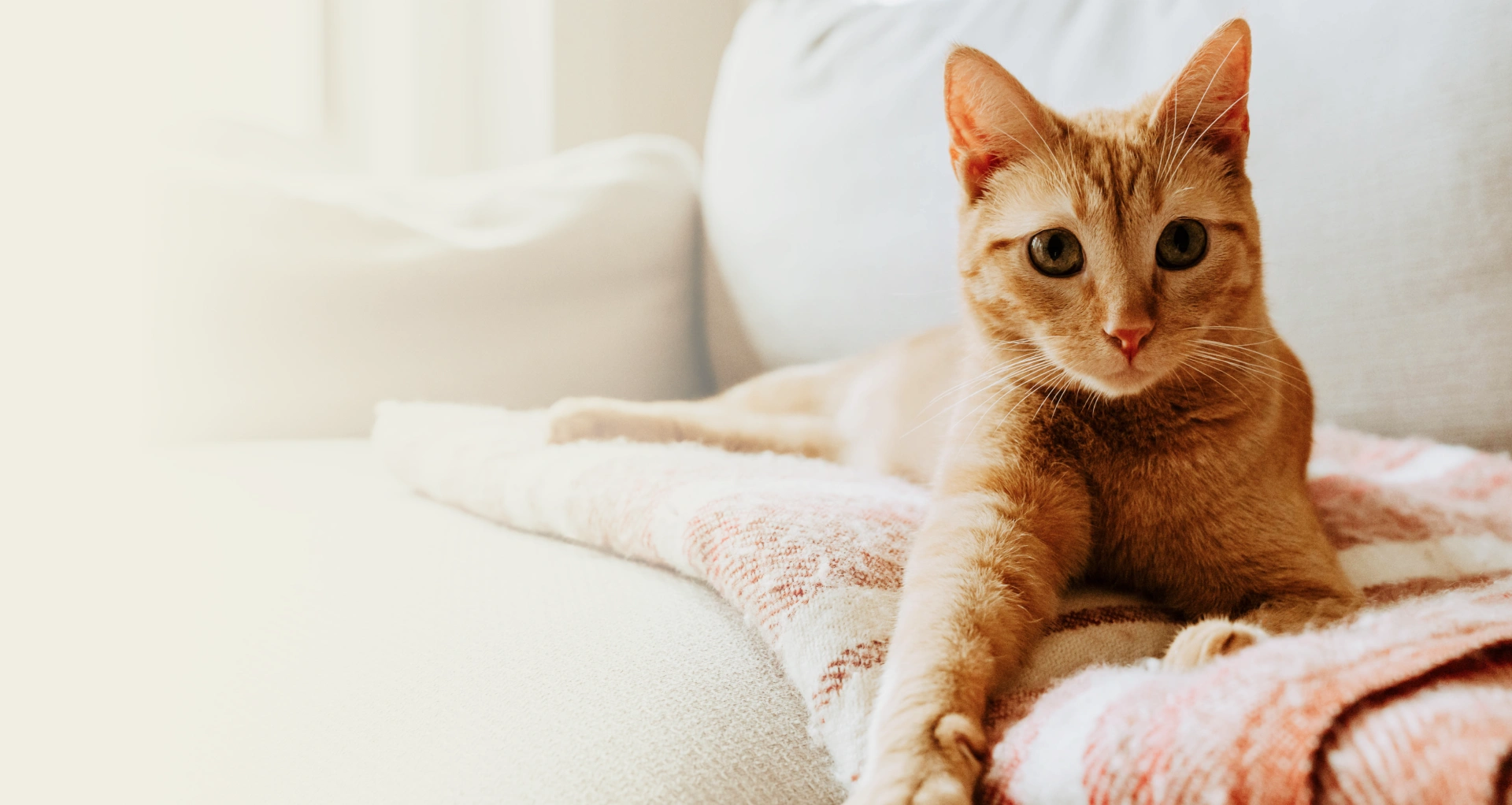 Pine Plains Veterinary Hospital Banner