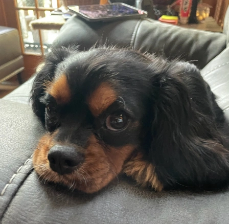 A worried-looking black and tan Cavalier King Charles Spaniel resting its chin closely on a gray leather couch, emphasizing urgent or close medical attention.