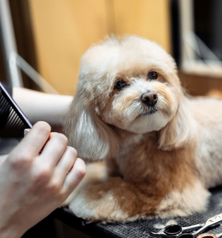 Grooming