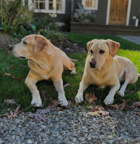 Two yellow Labrador Retrievers lying down together peacefully on green grass with fall leaves in front of a house.