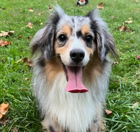 A happy, fluffy blue merle Australian Shepherd mix panting and smiling directly at the camera on a green lawn.