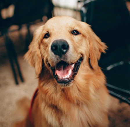 A happy golden retriever with mouth open and teeth visible, smiling at the camera — illustrating the importance of good dental health and the pet dental services available.