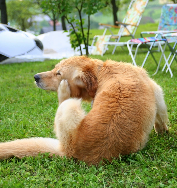 A golden retriever sitting on grass outdoors, scratching itself — illustrating common signs of parasite discomfort that preventative intestinal parasite treatment can help avoid.