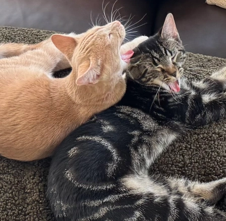 An orange tabby cat affectionately grooming the head of a yawning or meowing black tabby cat on a plush rug.