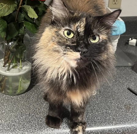 A close-up shot of an older, fluffy tortoiseshell cat with striking green eyes standing on a kitchen counter near a vase of roses.