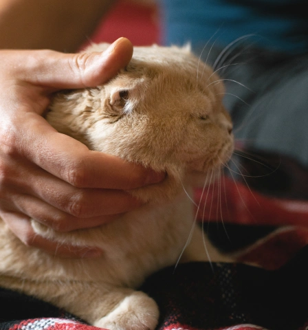 Solensia For Cats