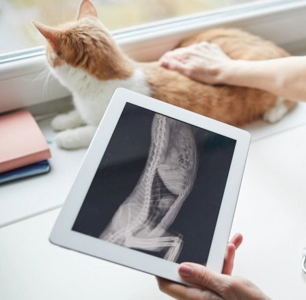 A veterinarian holding a tablet displaying an X-ray of a cat's spine, while an orange and white cat rests on a windowsill nearby — illustrating the advanced diagnostic imaging services available for pets.