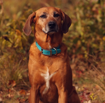 A medium-sized brown dog wearing a bright blue collar sitting upright in a field of autumn foliage, looking calm and comfortable.
