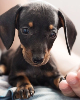 Veterinary Emergency