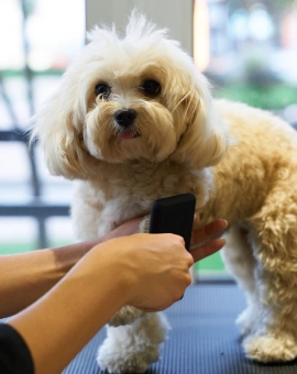 Pet Grooming