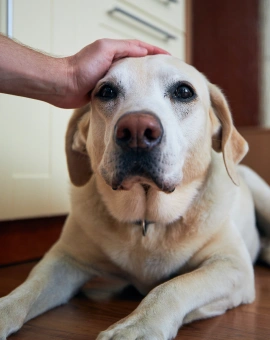 Veterinary Pain Management