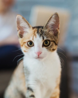 Veterinary Preventive Care