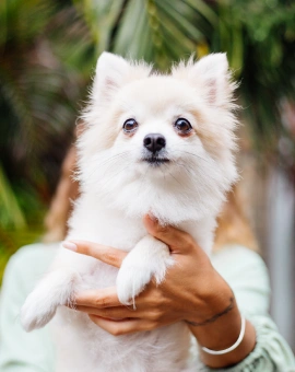 Veterinary Puppy and Kitten Care