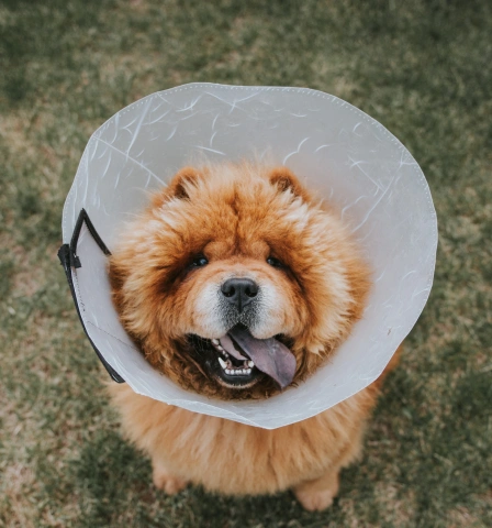 A fluffy Chow Chow dog wearing a protective recovery cone collar and looking up at the camera — illustrating post-surgical care and the veterinary surgery services offered.