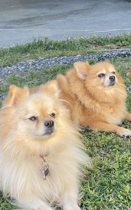 Two fluffy tan Pomeranian dogs lying together on grass